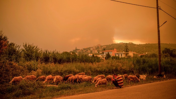 Shepherd’s warning: Watching a flock beneath a sky illuminated by wildfires in Greece on August 2021