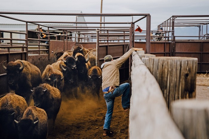 A rancher leaps over a fence as bison enter a corral