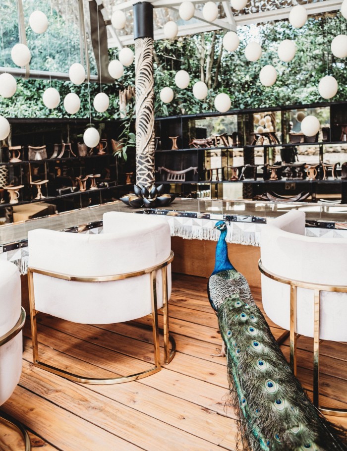 A peacock visits the Egg Bar at Eden