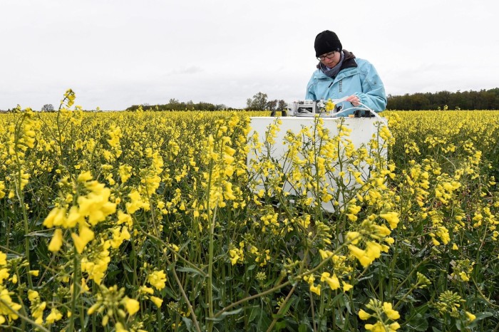 A student looks at a machine to measure nitrous oxide emissions in a field of oilseed rape