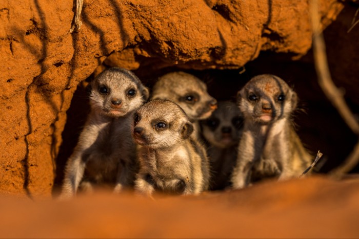 Three families of meerkats can be communed with