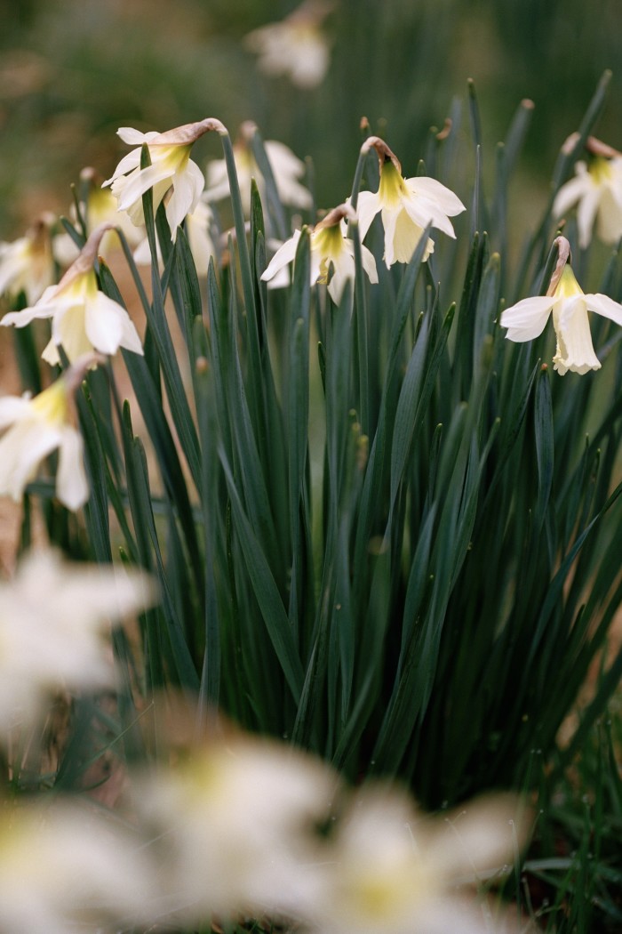 The swan’s neck daffodil, Narcissus moschatus