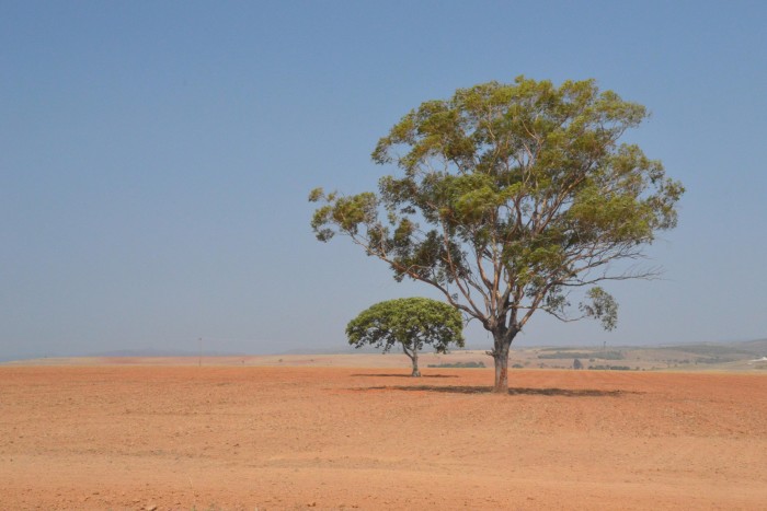Two trees stand in a field in the Cerrado region
