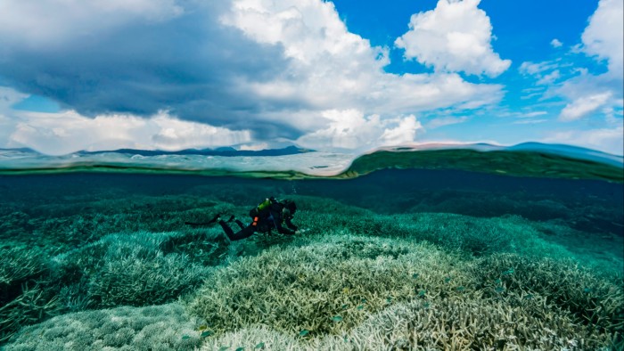 A diver surveys a coral reef in the Comoros archipelago