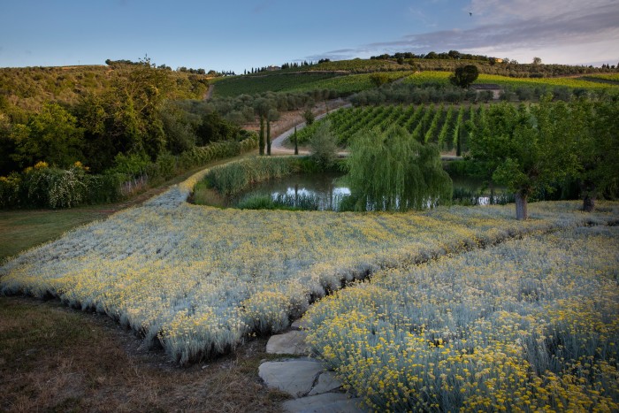 The helichrysum beds in Per Ama