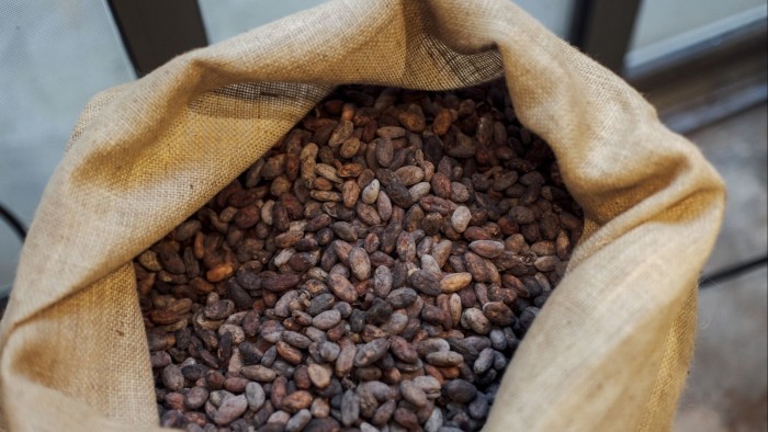 Raw cocoa beans before roasting
