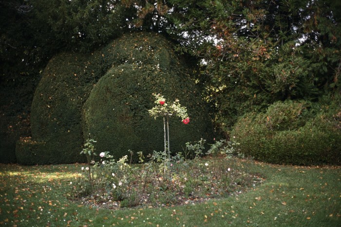 A rose bush in the middle of a lawn ringed by shrubs and trees 