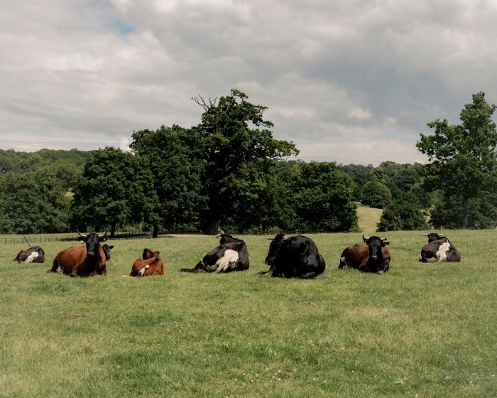 Some of the farm’s herd of Old Gloucester cattle