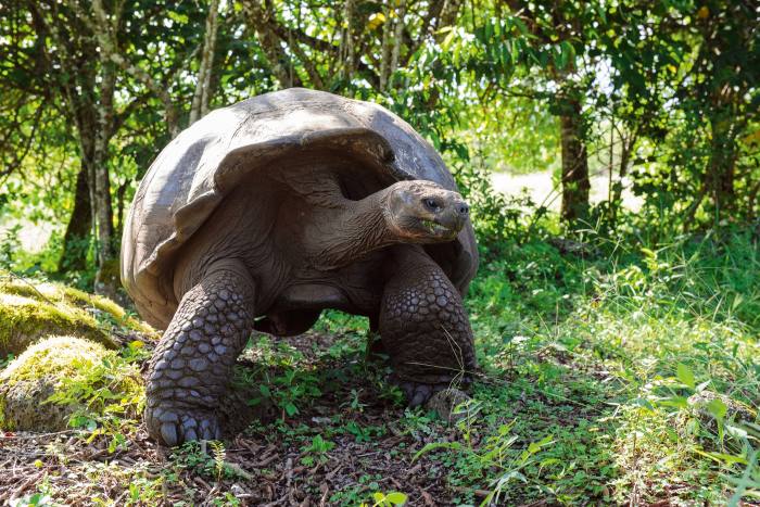 A tortoise in the Galápagos