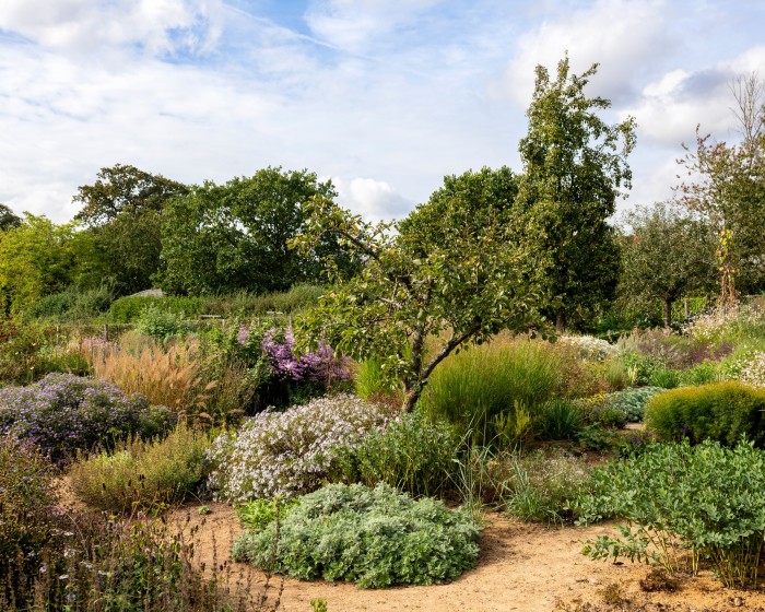 The garden includes drought-resistant plants such as the pale mauve-white Aster pyrenaeus “Lutetia” and pink Symphyotrichum ericoides “Esther” seen here