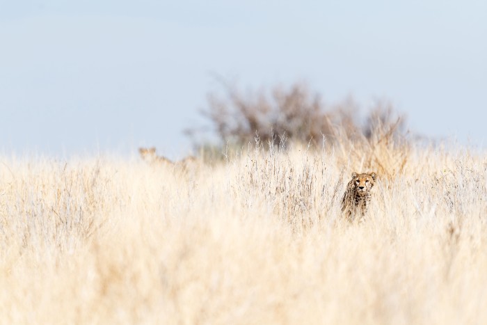 Cheetah are among the wildlife that can be spotted in Ruaha National Park