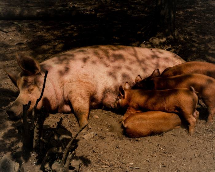 The farm’s Tamworth pigs