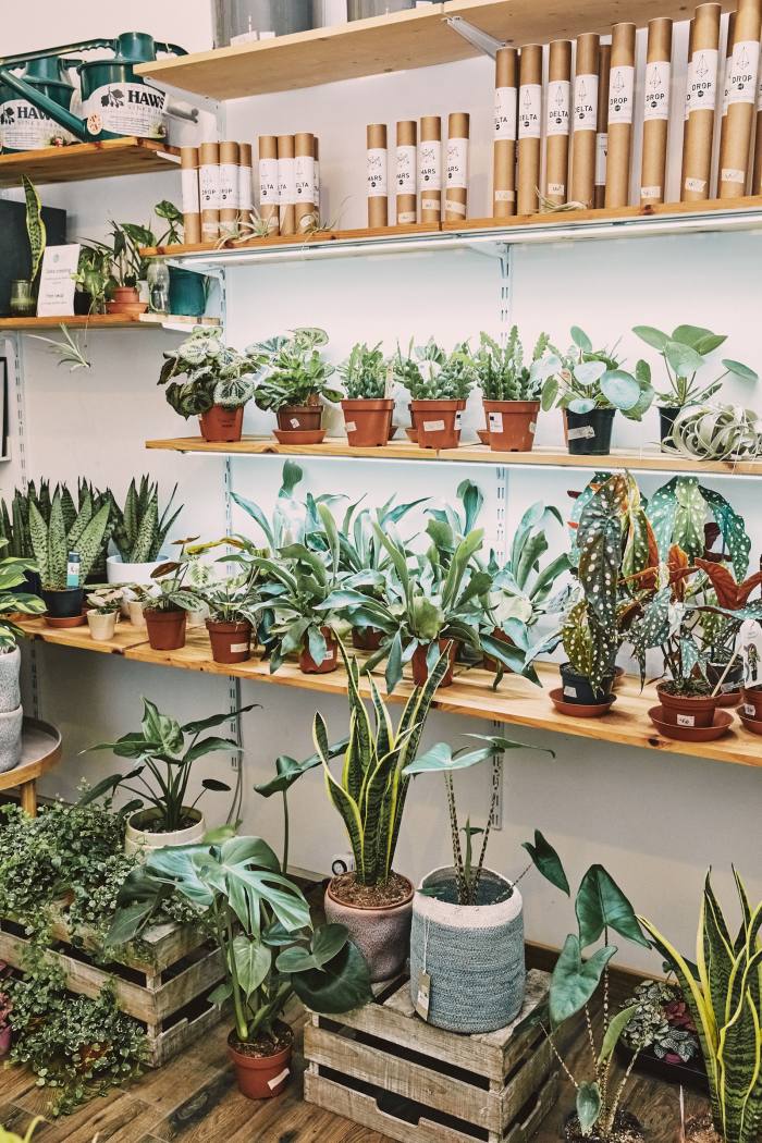 The Falcos give customers a questionnaire to establish which houseplant is the right one for them
