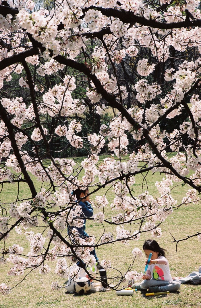 Children play under the cherry blossoms in Kinuta Park, Tokyo