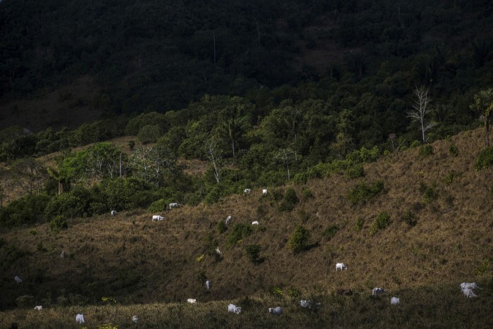 Cattle graze at the Jamanxim National Forest in Pará 