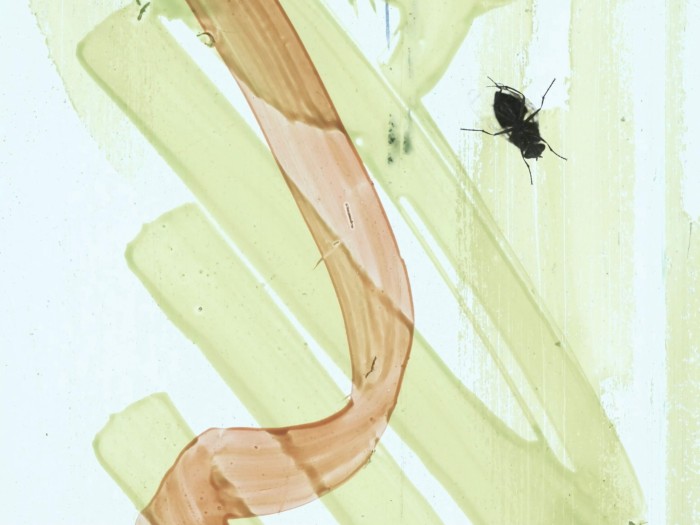 A fly and streaks of paint on a white screen