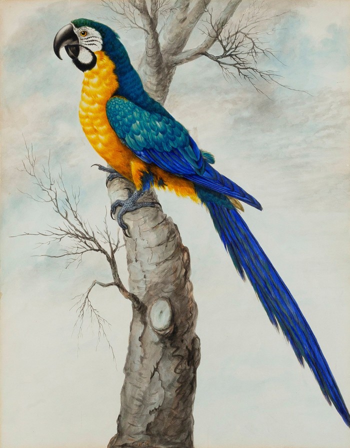 Details drawing of a bird with sitting on a branch with yellow breast and long blue tail