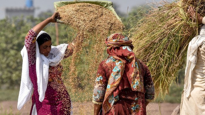 Farmers clean rice crops in a paddy field in Lahore