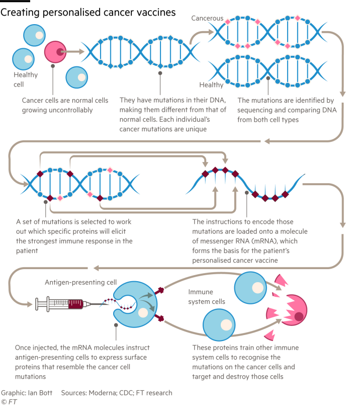 Diagram showing how cancer vaccines can be engineered to treat individual patients