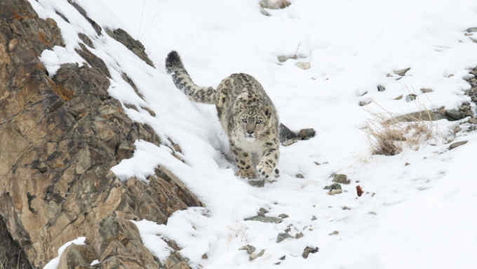 Snow leopard (Uncia uncia) walking down snow covered slope, Hemas National Park, Ladakh, India. Winner of the Long Lens catergory in the Melvita Nature Images Awards competition 2014