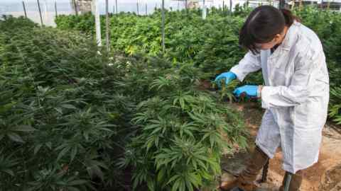 An Israeli woman works on marijuana plants at the BOL (Breath Of Life) Pharma greenhouse in the country's second-largest medical cannabis plantation, near Kfar Pines in northern Israel, on March 9, 2016.

The recreational use of cannabis is illegal in the Jewish state, but for the past 10 years its therapeutic use has not only been permitted but also encouraged. Last year, doctors prescribed the herb to about 25,000 patients suffering from cancer, epilepsy, post-traumatic stress and degenerative diseases. The purpose is not to cure them but to alleviate their symptoms. Forbidden to export its cannabis plants, Israel is concentrating instead on marketing its agronomic, medical and technological expertise in the hope of becoming a world hub in the field. / AFP / JACK GUEZ / TO GO WITH AFP STORY BY DAPHNE ROUSSEAU        (Photo credit should read JACK GUEZ/AFP/Getty Images)