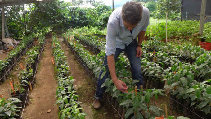 Benoit Bertrand, WCR’s chief coffee breeder, is a specialist in the creation of coffee hybrids