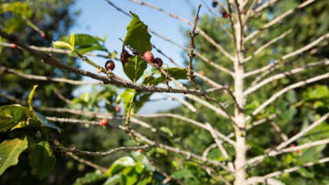 Sergio Isaula Castillo peels the coffee cherry with his nail. Out pops a shrivelled bean.

“That’s because of a lack of water,” he sighs. “It’s climate change that’s to blame.” 

The 55-year-old Honduran farmer has seen a 40 per cent drop in his yield over the last couple of years – and coffee is the Central American country’s biggest agricultural export. Honduras