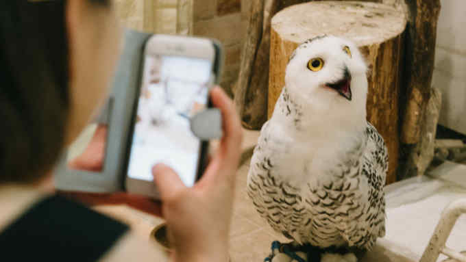 A visitor photographs an owl at Ikefukurou Cafe in Tokyo