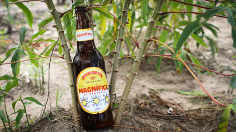 Magnífica beer, an affordable and sustainable beer is produced with cassava