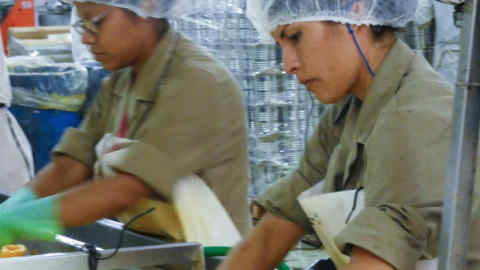 Fruit factory workers.Photographs for James Wilson's special report on Argentina