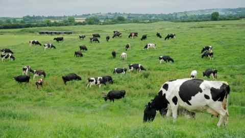 Friesian (Holstein) dairy cows grazing on lush green pasture, Ireland