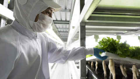 An employee shows the roots of lettuce grown in an indoor farm at a Spread Co. plant in Kameoka, Kyoto Prefecture, Japan, on Tuesday, Oct. 2, 2018. Spread is preparing to open the world’s largest automated leaf-vegetable factory. It’s the company’s second vertical farm and could mark a turning point for vertical farming -- bringing the cost low enough to compete with traditional farms on a large scale. Photographer: Tomohiro Ohsumi/Bloomberg