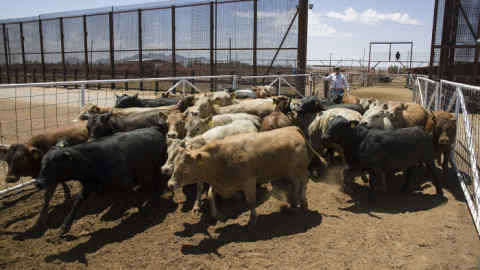 SANTA TERESA, NEW MEXICO - JUNE 05: Carlos Carreron brings cattle through a gate in the border fence from Mexico into the United States at the Santa Teresa International Export/Import livestock crossing on June 05, 2019 in Santa Teresa, New Mexico. President Donald Trump has threatened to impose a 5% tariff starting June 10 on all imported goods from Mexico that would &quot;gradually increase&quot; until the flow of undocumented immigrants across the border stopped. Jose Luis Gabilondo, the director of the livestock crossing facility, is worried that the tariffs which would be placed on the cattle coming from Mexico could drive up the prices for the buyers of the cattle and ultimately the consumer. (Photo by Joe Raedle/Getty Images)