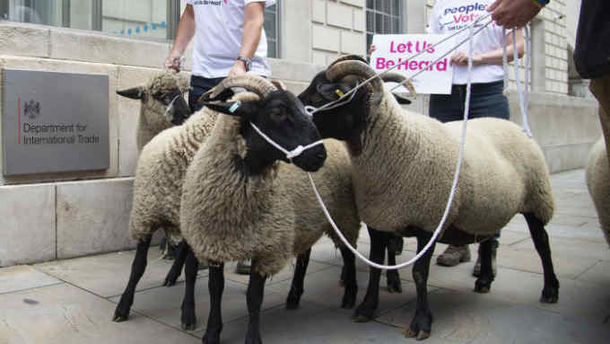 Campaign group Farmers For A Peoples Vote herd a flock of sheep from Mudchute Farm in East London to the Department for International Trade government building in Whitehall in London, United Kingdom on 15th August 2019. They are concerned about the inpact of a no deal Brexit on farming and agriculture. (photo by Claire Doherty/In Pictures via Getty Images)