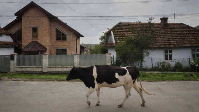 Migrant labour in Ukraine Residents of Krupske, a western Ukrainian village, usher their cows past a new upscale home being built by migrant labourers which stands alongside a traditional one-story rural Ukrainian home
