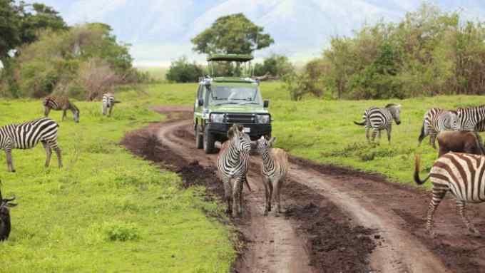 Game drive. Safari car on game drive with animals around, Ngorongoro crater in Tanzania.