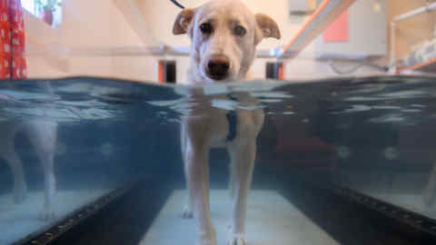 Bella walks in a hydrotherapy tank at the Friendship Hospital For Animals in Washington, DC, on July 25, 2019. - Pets are now increasingly seen as genuine family members, said Christine Klippen, a veterinaian at the Friendship Hospital for Animals in Washington, DC. And this is particularly true for millennials, she said, who see themselves as moms and dads to their &quot;fur babies.&quot; Given the higher incomes in the US capital, they often seek out the best pet care available. In the United States, 84.9 million households, or 68 percent, have a pet, according to Steve King, head of the American Pet Products Association. (Photo by ANDREW CABALLERO-REYNOLDS / AFP) / TO GO WITH AFP STORY &quot;A pet's health in America? Priceless...&quot; by Delphine TOUITOU (Photo credit should read ANDREW CABALLERO-REYNOLDS/AFP via Getty Images)