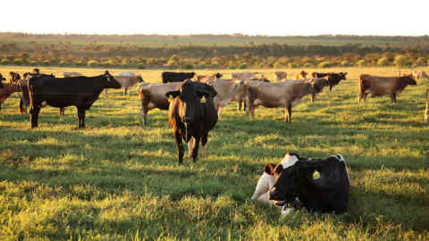 Cows of Brazilian milk company Leitissimo.