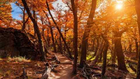 K0KK1H Path in the autumn forest. Patagonia, Argentina