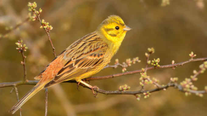 Yellowhammer - Emberiza citrinella passerine bird in the bunting family that is native to Eurasia and has been introduced to New Zealand and Australia.