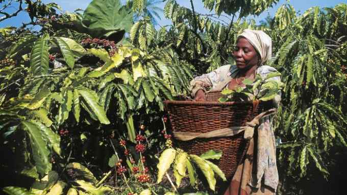 CAMEROON - MARCH 18: A woman harvesting coffee, near Nkongsamba, Cameroon. (Photo by DeAgostini/Getty Images)