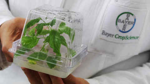 An employee holds a amaranthus palmeri plant in a germinating box at the Bayer CropScience LP herbicide research and development center in Frankfurt, Germany, on Wednesday, June 26, 2019. Bayer AG will pump about 5 billion euros ($5.6 billion) of its research and development budget into alternatives to its weedkiller glyphosate over the next decade as it battles more than 13,000 lawsuits claiming the herbicide causes cancer. Photographer: Alex Kraus/Bloomberg