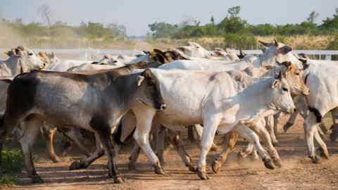 M1BFRW herd of cattle running