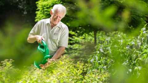 Gardener is watering his plants using watering can