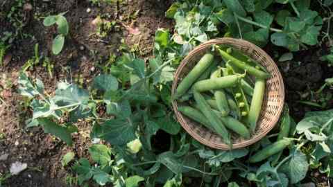 Power plant: peas and other legumes use symbiotic bacteria to extract nitrogen