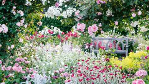 The Shrub Rose Garden at RHS Garden Rosemoor, Devon