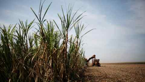 Raw material: harvesting sugarcane