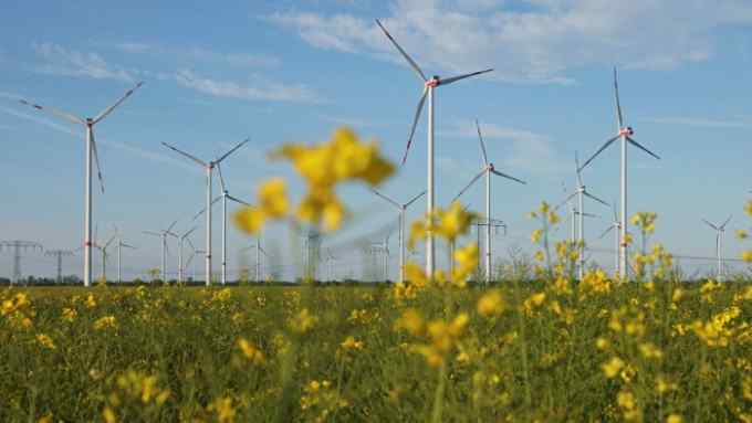 Flowers in a field of rapeseed as wind turbines producing electricity spin behind