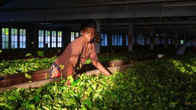 A woman puts her hands in freshly picked leaves in a Sri Lankan tea factory