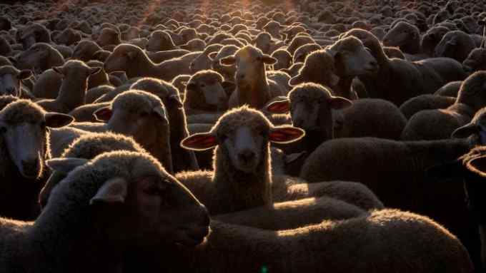A field packed with sheep